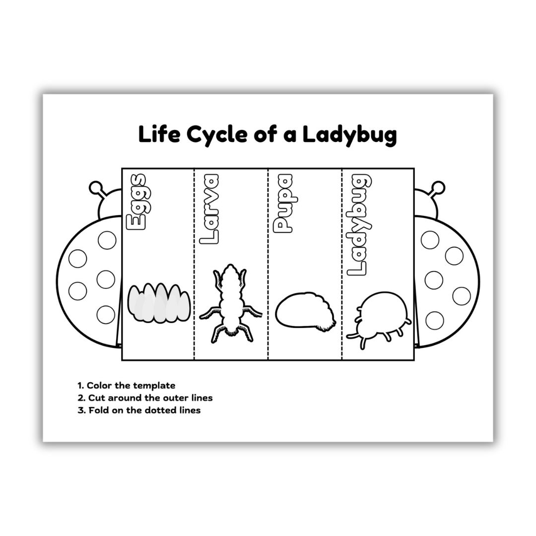 Ladybug Lifecycle Image
