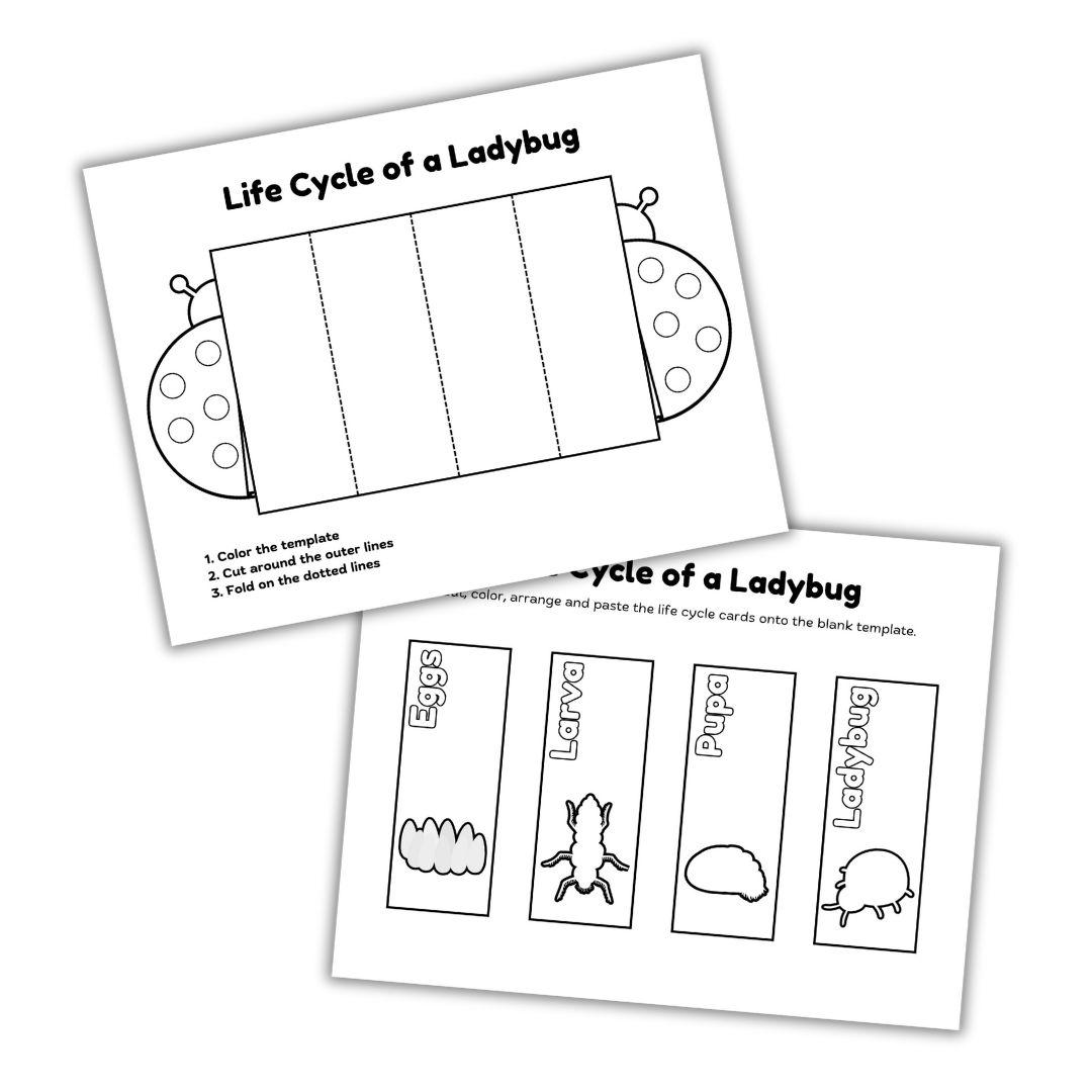 Cut & Color: Ladybug Life Cycle - Image 2