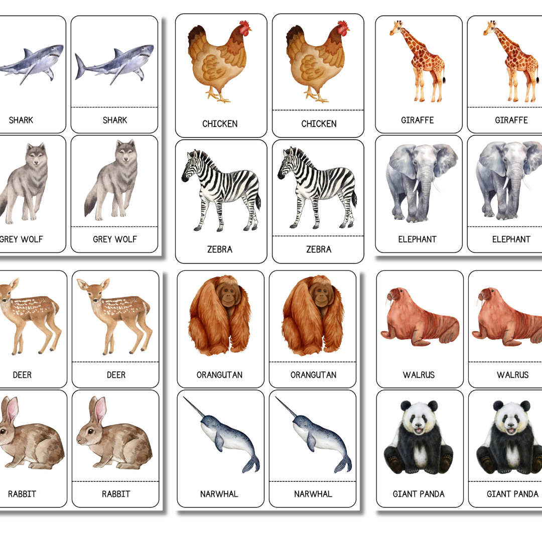 Animal 3-Part Flashcards