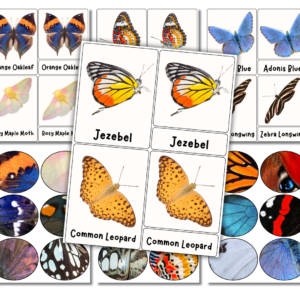 Butterfly pattern matching cards.