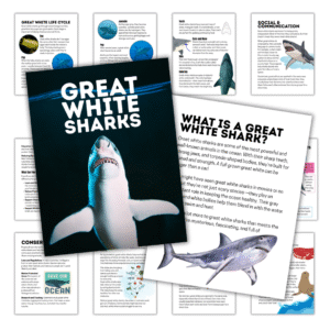 Cover and sample pages from a Great White Shark Unit Study digital resource. The main cover features a great white shark and bold title text, while surrounding pages highlight shark anatomy, life cycle, conservation, and social behavior, making it ideal for science or ocean-themed unit studies.