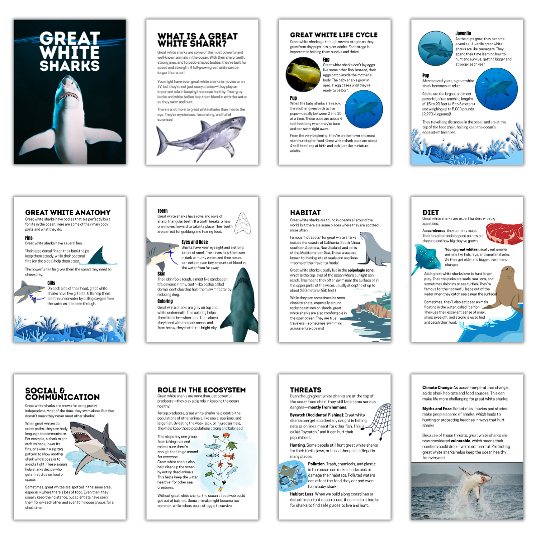 Overview of 12 pages from the Great White Shark Unit Study, including a cover and detailed educational content on shark anatomy, life cycle, diet, habitat, teeth, communication, threats, and ecological role. Designed for homeschool or classroom use, this digital resource blends text, illustrations, and diagrams to teach kids about great white sharks.