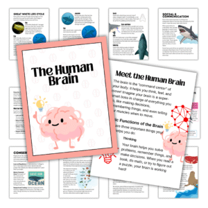 Cover and sample pages from the Human Brain Unit Study for homeschool learners. The main page features a cartoon brain holding a light bulb, surrounded by illustrated educational pages about brain functions, anatomy, communication, and senses.
