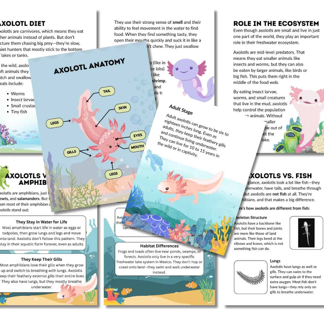 Axolotl Unit Study - Image 2