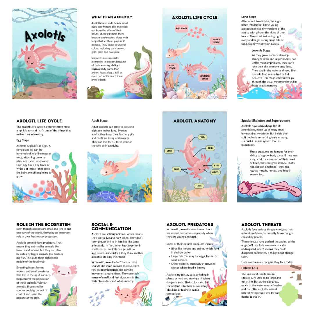 Axolotl Unit Study - Image 3