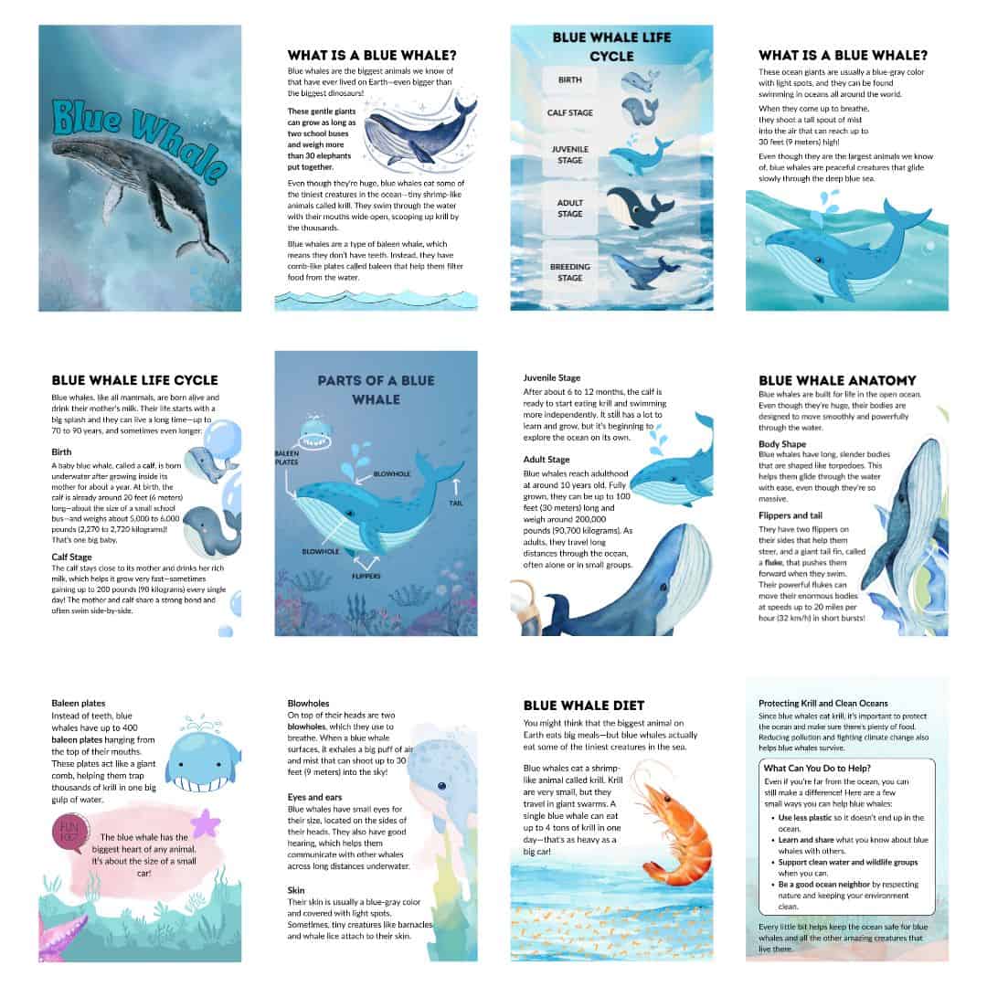 Blue Whale Mini Study - Image 3