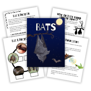 Cover image for bats unit study
