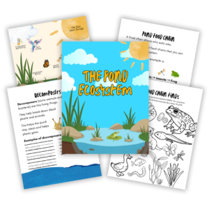 The cover for The Pond Ecosystem V4