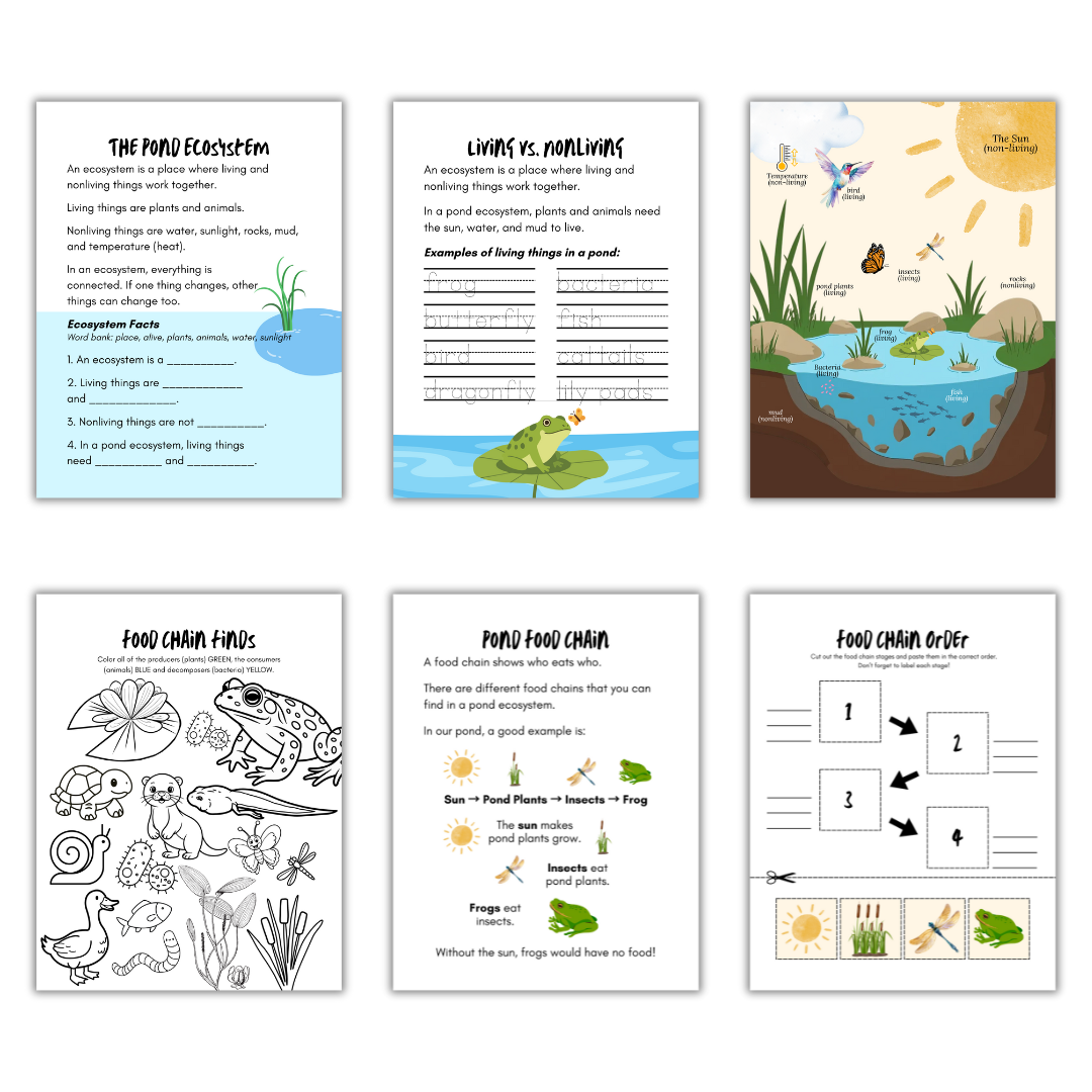 The Pond Ecosystem Mini Study - Image 3