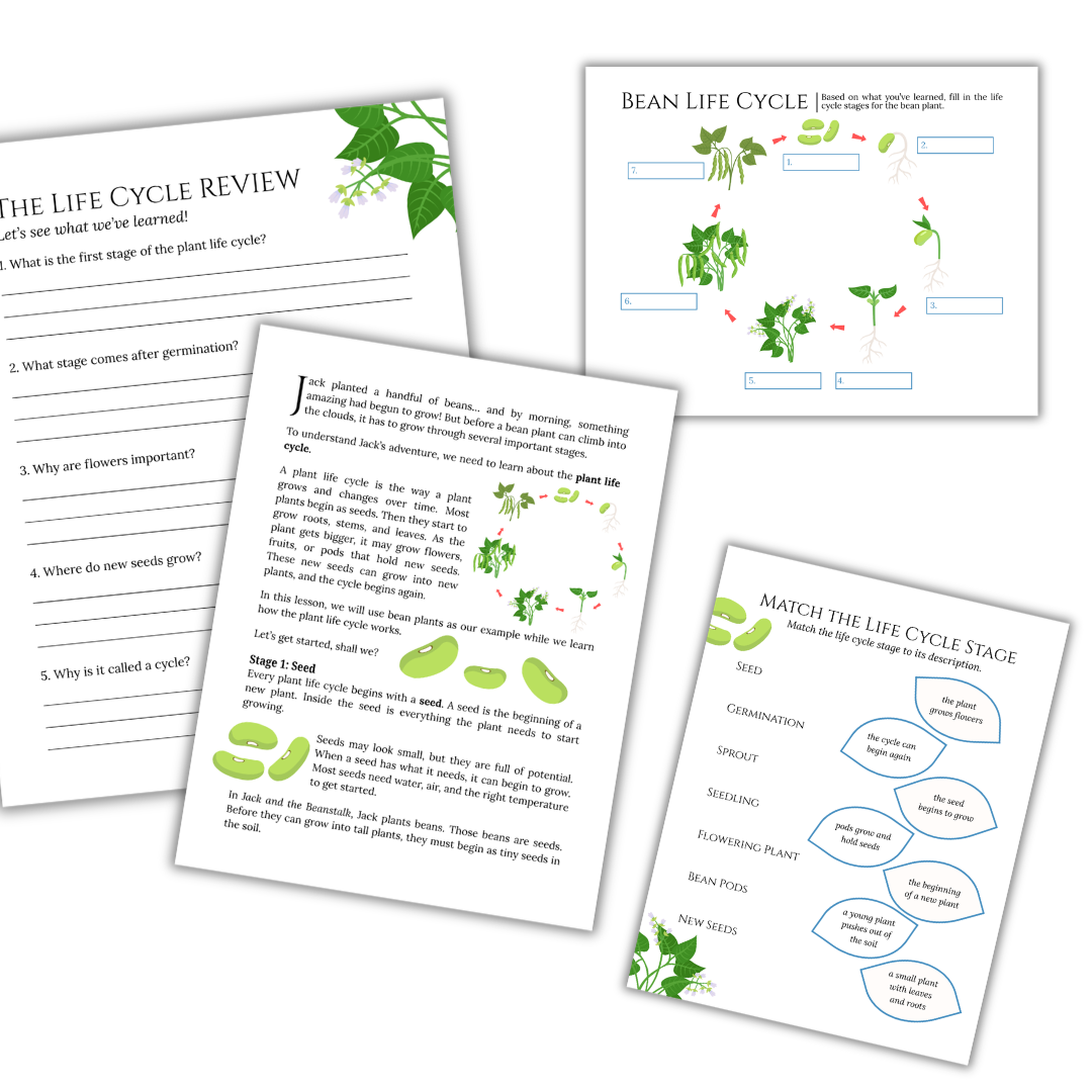 Jack & the Beanstalk: The Plant Life Cycle - Image 2