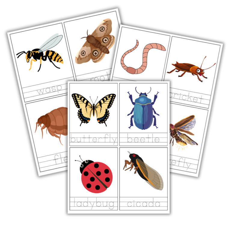 Insect Tracing Cards