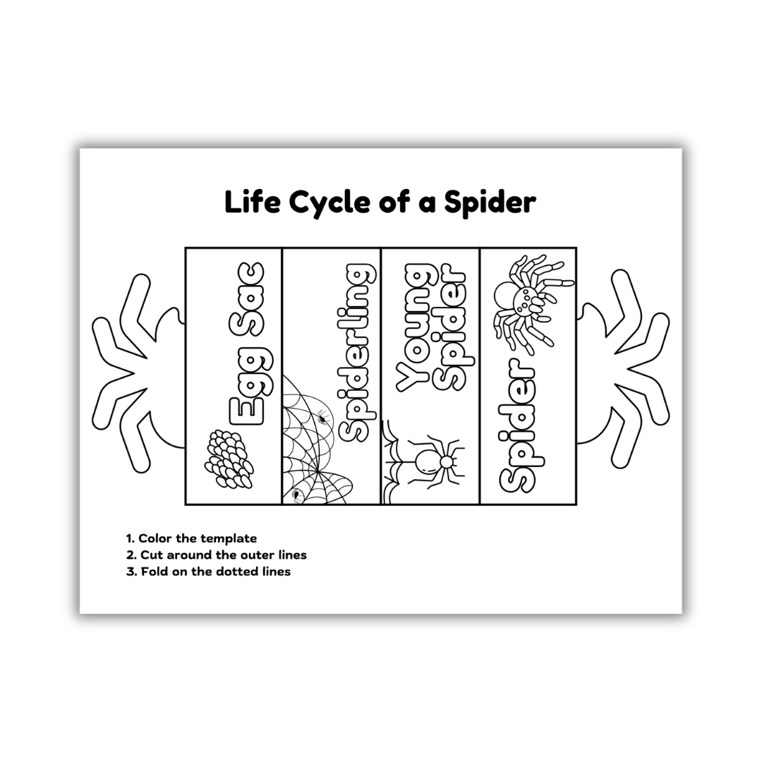 Cut & Color: Spider Life Cycle product image