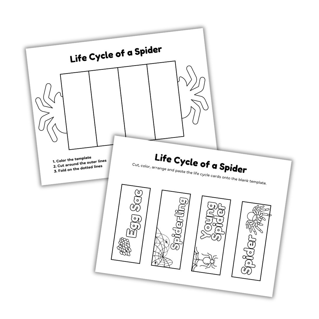 Cut & Color: Spider Life Cycle - Image 2