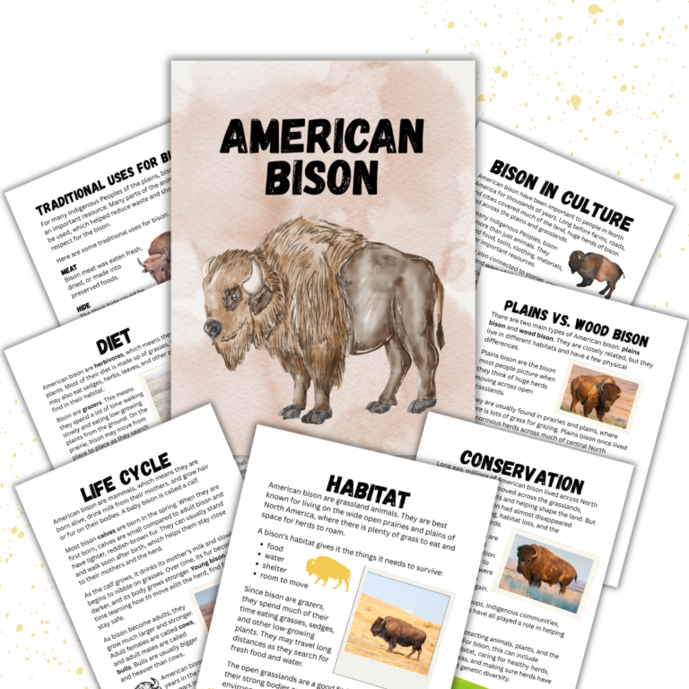 Cover image for American Bison unit study