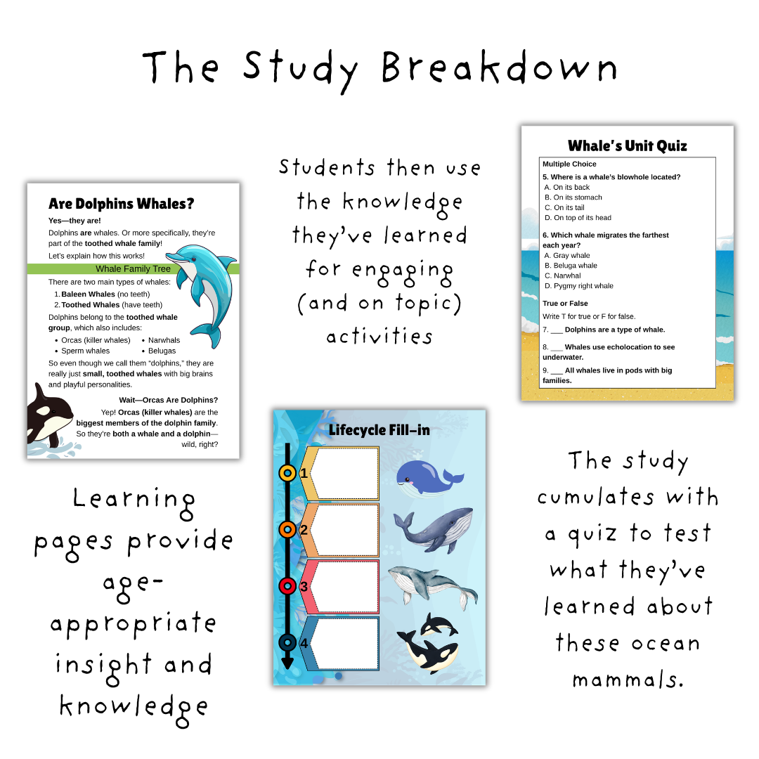 Whales Unit Study - Image 2