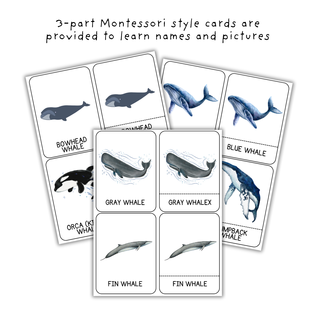 Whales Unit Study - Image 4