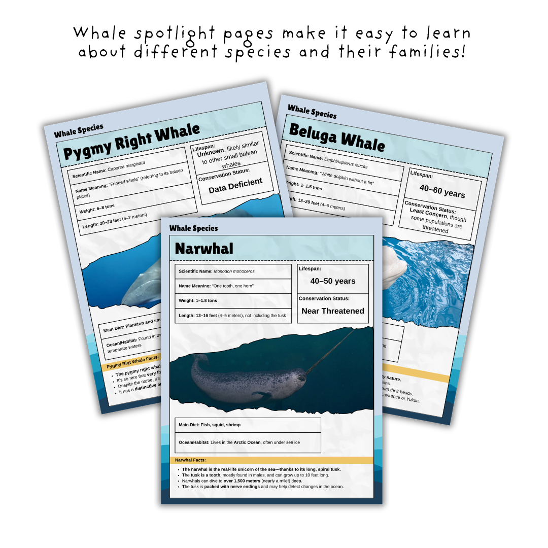 Whales Unit Study - Image 3