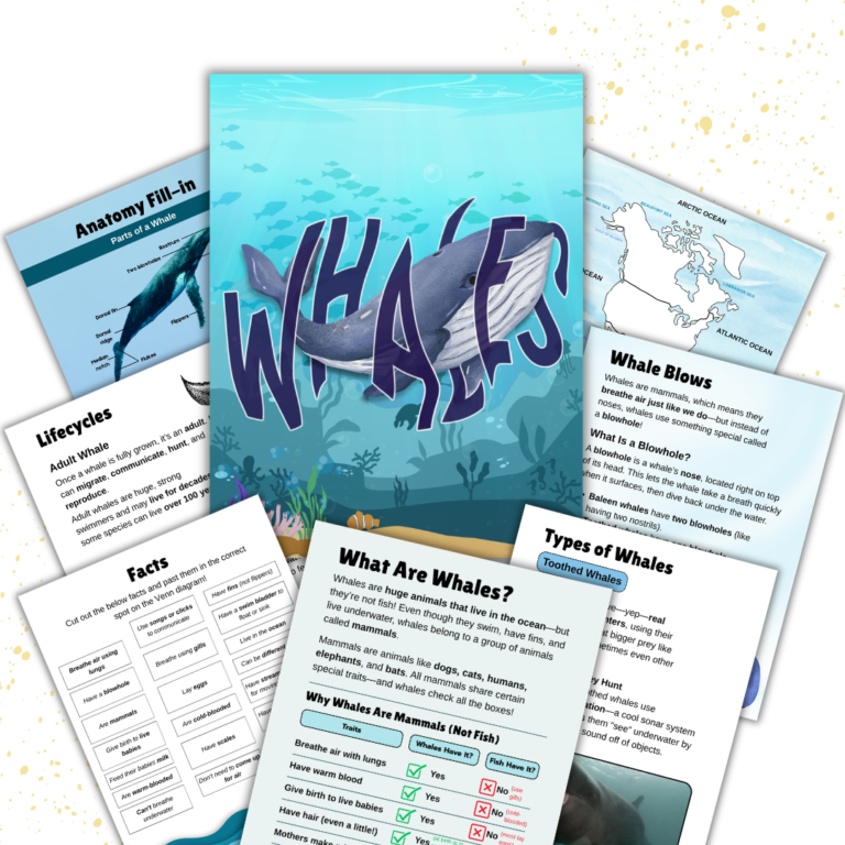 Cover image for Whale unit study