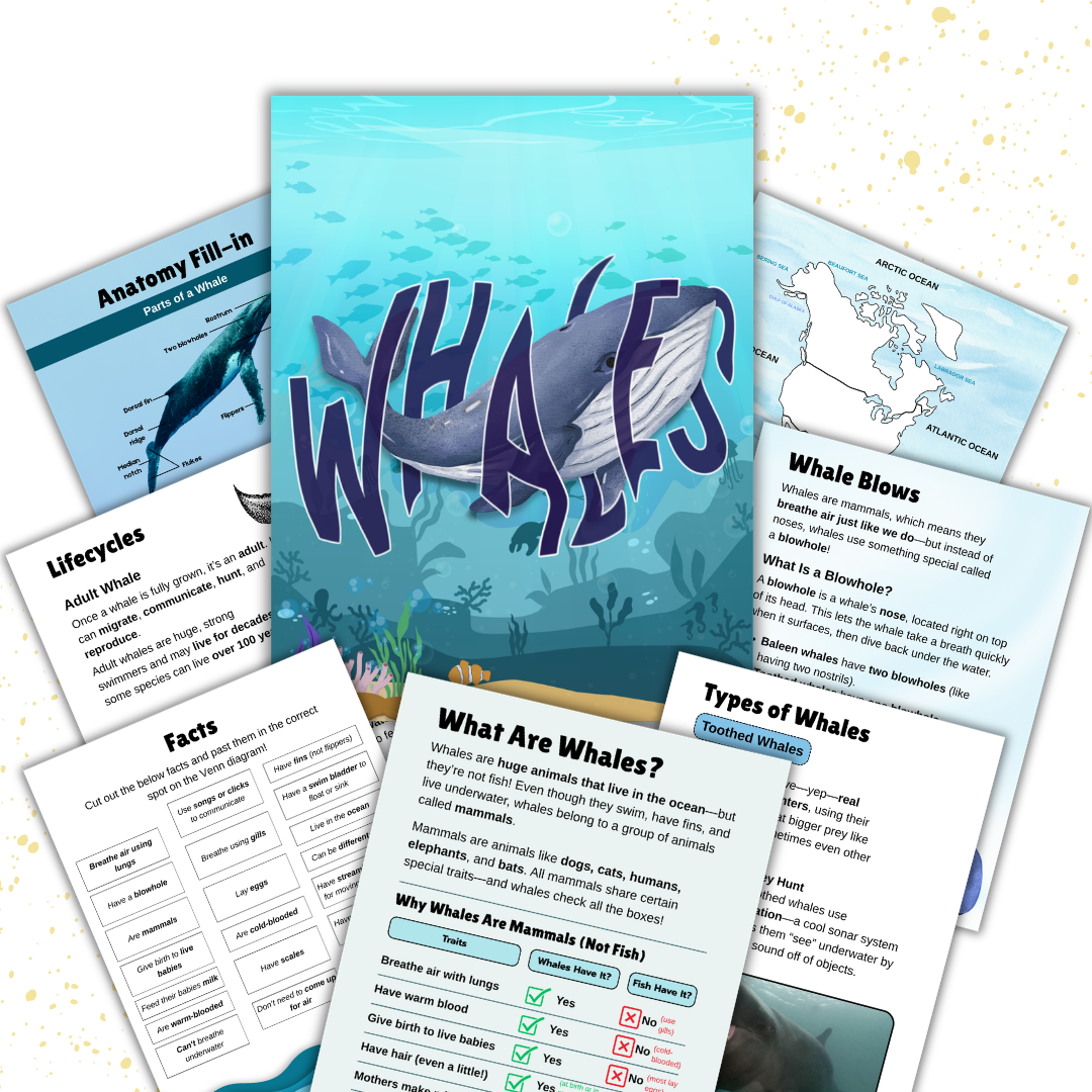 Cover image for Whale unit study
